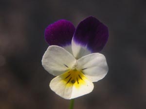 Stiefmtterchen in der Naturheilkunde