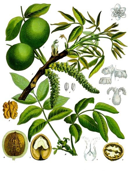 Walnussbaum als Heilpflanze in der Naturheilkunde